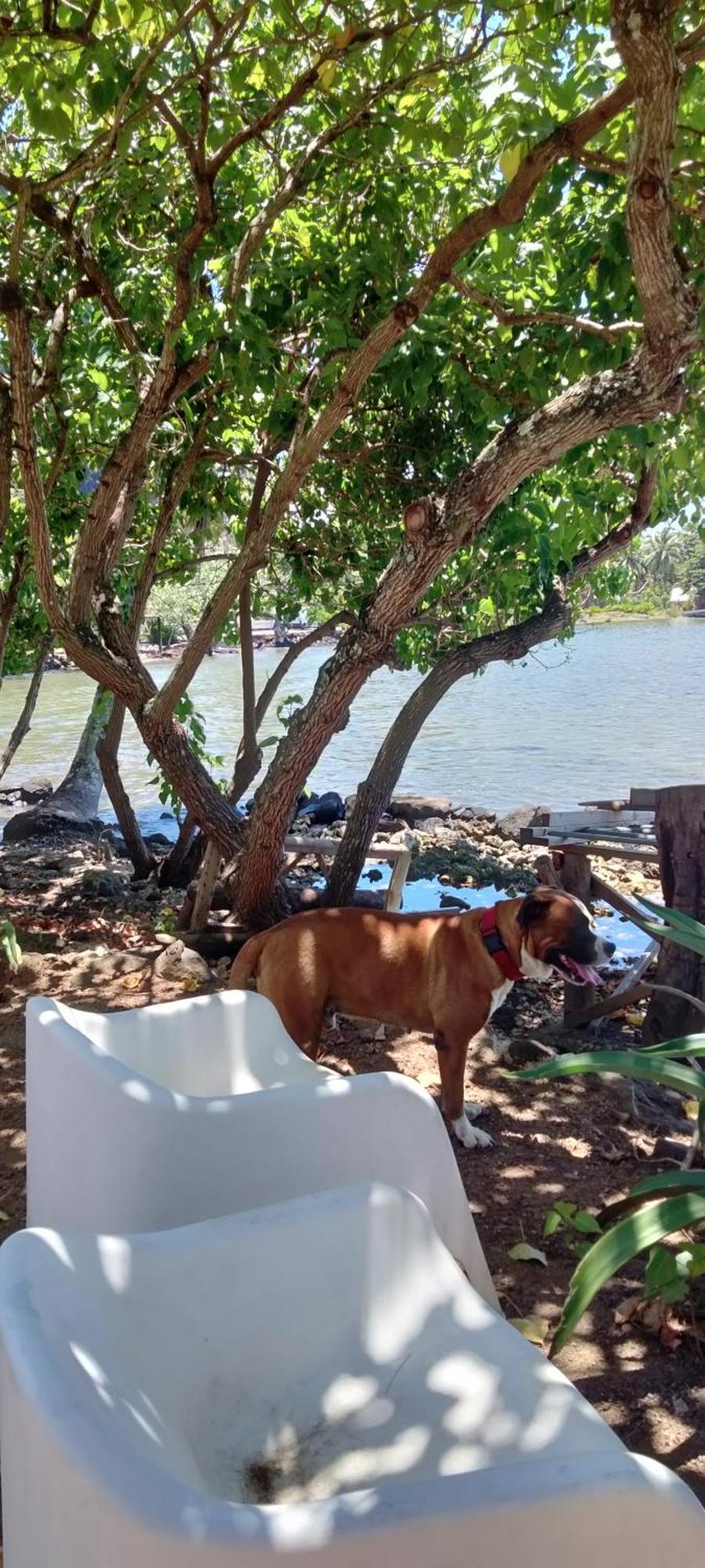 Bungalow Vue Lagon 180 Degre, La Maison Bleue Moorea Luaran gambar